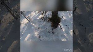 Охота на соболя гуманными капканами