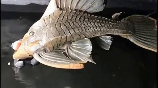 Что будет, если позволить аквариумному сомику расти целых 25 лет? смотреть онлайн