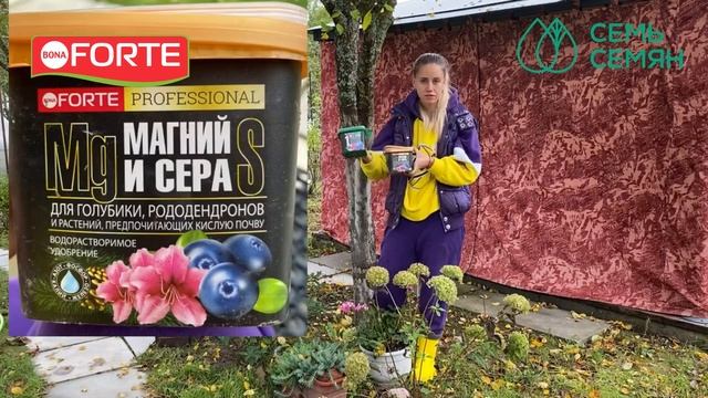 Что делать с гортензиями осенью - уход, обрезка и осенняя подкормка гортензий