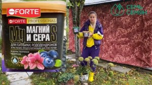 Что делать с гортензиями осенью - уход, обрезка и осенняя подкормка гортензий