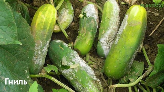 Триходермин Planteco® Organic (Trichoderma harzianum) Биологический фунгицид