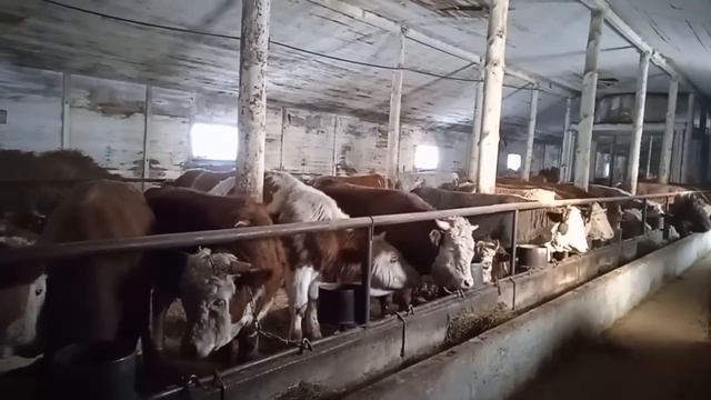 Подготовка к окоту ? Отвечаю на частые вопросы по содержанию КРС смотреть онлайн