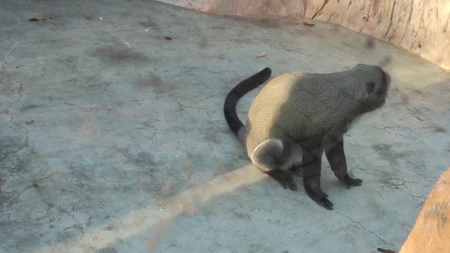 Невероятные повадки мартышек Бразза этой зимой смотреть онлайн