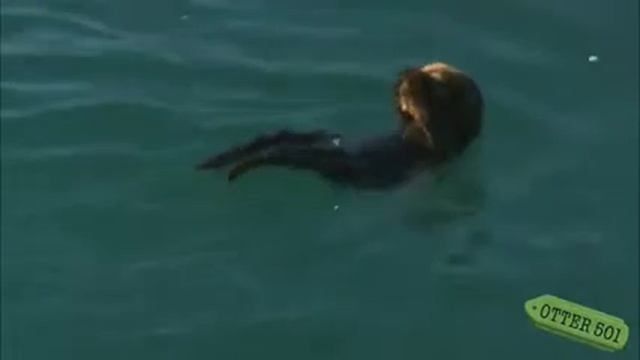 Сонная маленькая выдра смотреть онлайн