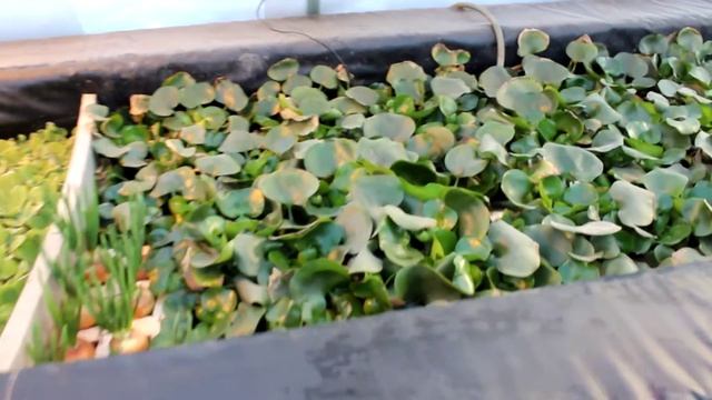 Зимовка гиацинта. смотреть онлайн