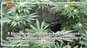 В Воскресенске полицейские задержали мужчин, которые выращивали коноплю у себя дома