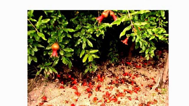 Выращивание граната в Крыму смотреть онлайн