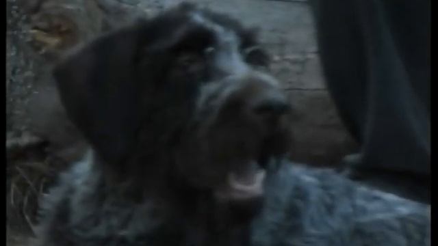 Дратхаары. Питомник "Рус Фалько" Хозяева о своих собаках смотреть онлайн