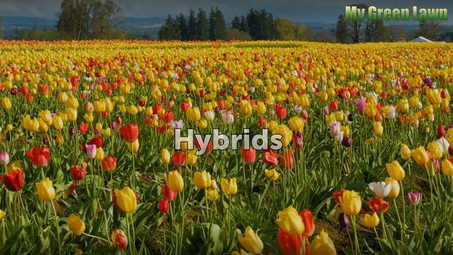 Types of African Lilies смотреть онлайн