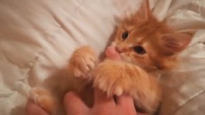 Котенок мейн-кун 2 месяца