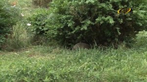 Пора косить траву