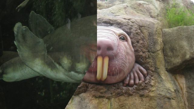 I went to the zoo yesterday смотреть онлайн