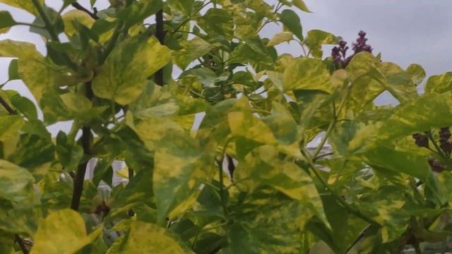 Сирень Аукубафолия смотреть онлайн