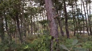 Tillandsia seleriana in habitat.