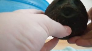 Как прорастить кокос в домашних условиях часть 1