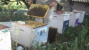 Взяток в сентябре