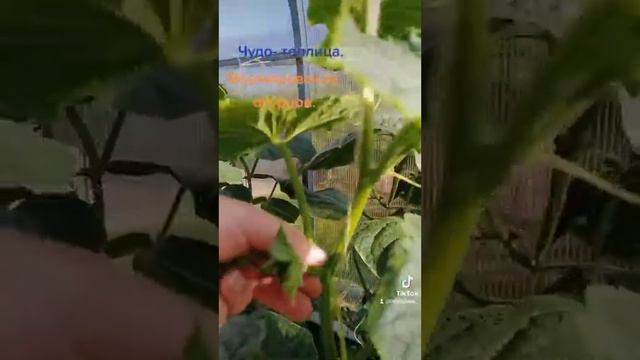 Формирование огурцов в теплице.