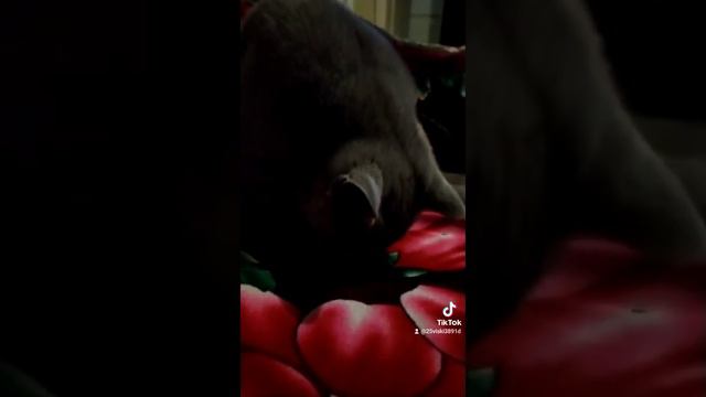 как так можно сидеть на диете 😄 смотреть онлайн