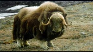 ОВЦЕБЫК часть  5