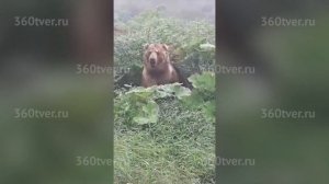 Огромный медведь, гуляющий в окрестностях Спирово