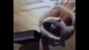 Заяц плачет а потом резко смеётся