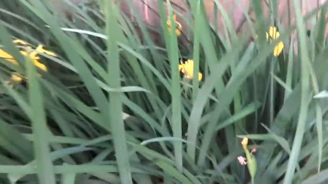 Flower bed surprise смотреть онлайн