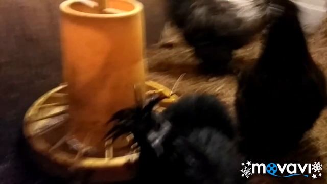 Китайские шелковые куры.