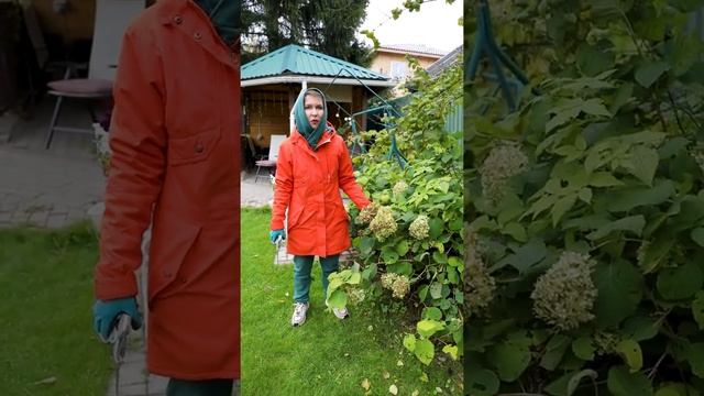 Осенние работы в саду  Как правильно подготовить сад к зиме  Часть 1