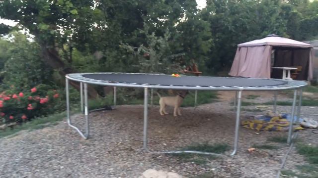 БУЛЬТЕРЬЕР ПАКО И БАТУТ/ PACO THE BULLTERRIER