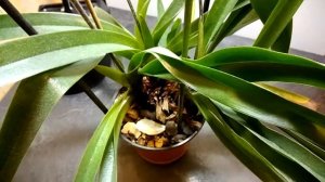 Орхидея Пафиопедилум, Венерин башмачок (Paphiopedilum) в домашних условиях