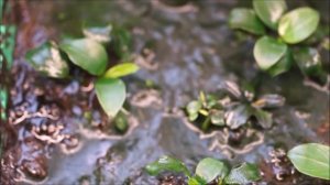 Анубиас нано петит в тепличке 2 месяца спустя