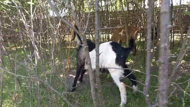 #козочка в 1 месяц.#Как выглядит.Видно ли #рожки смотреть онлайн