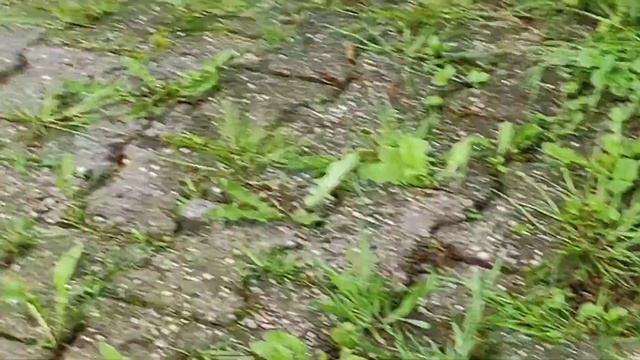 Птенчик Синичка смотреть онлайн