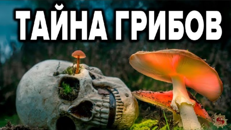 10 грибов, которые заменят аптеки и врачей? Целебные свойства грибов