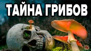 10 грибов, которые заменят аптеки и врачей? Целебные свойства грибов