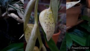 Цветение орхидеи СТАНХОПЕЯ - первый блин комом. Stanhopea jenischiana.
