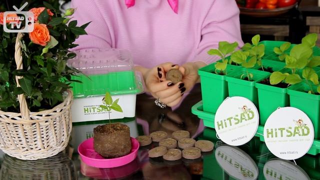 Как пользоваться торфяными таблетками? Сажаем семена в таблетки.