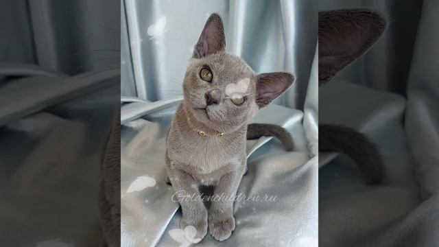 Голубой котёнок бурмы, Питомник бурм г.Белгород смотреть онлайн