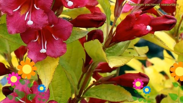 Вейгела цветущая Олимпиада. Краткий обзор, описание характеристик weigela florida Olympiade смотреть онлайн