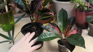 Комнатные растения. КОДИЕУМ уход в домашних условиях ? Почему опадают листья?