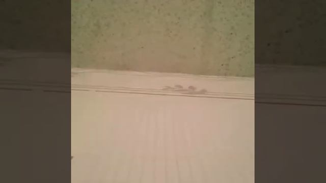 2 КРУТЫХ СПОСОБОВ НАЧЕРТИТ КРУГ БЕЗ ЦИРКУЛЯ смотреть онлайн