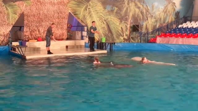 Дельфинарий Архангельск. Купание с дельфинами. смотреть онлайн