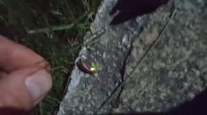 Светлячок. Он живой и светится