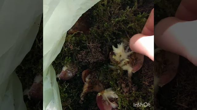 Лилии размножение 100%результат часть1 смотреть онлайн