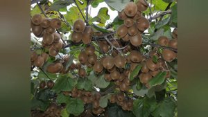 Фрукты, растущие в Израиле.Я живу в Израиле/אני גרה בישראל/
