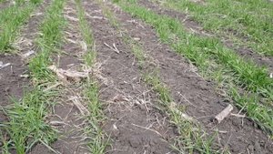 Озимая пшеница с удобрениями и без удобрений! Подводим итог.