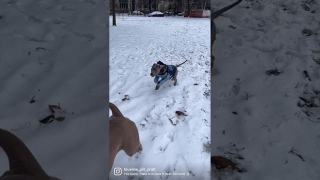 #голубойщенок #питбультерьер #питбуль #pitbull #питер #продажащенков #pitbullove #saledog #москва #