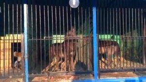 Канадский волк воет в зоопарке. Аквамолл