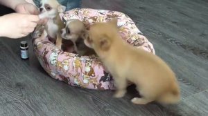 Дегельминтизация щенков чихуахуа перед прививкой Празителом