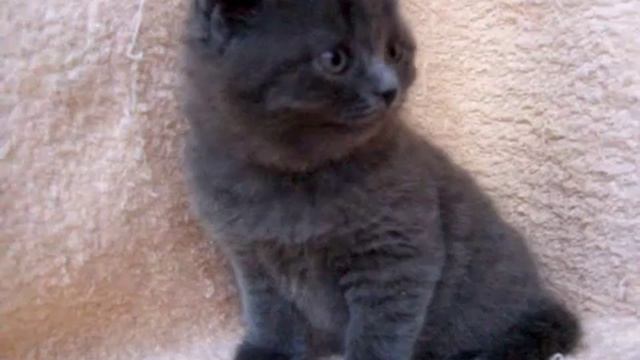 Копия видео "Британские котята ridolina.ru" смотреть онлайн